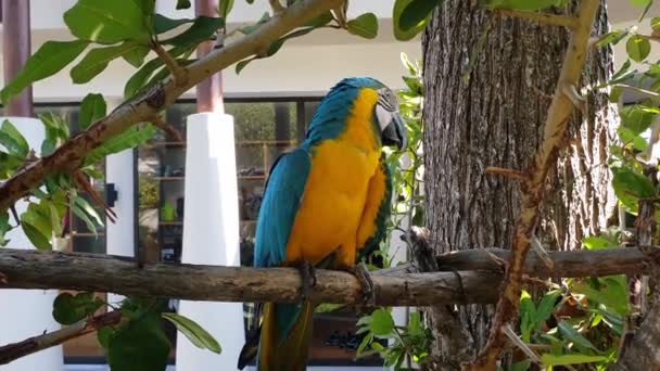 Kolorowa papuga żółta i turkusowa - Materiał filmowy, wideo