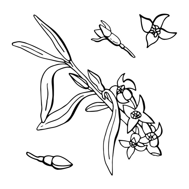 Flores de espino cerval de mar en una rama. Arte de línea. Stock Illustration. Fondo blanco, aislado
. - Vector, imagen