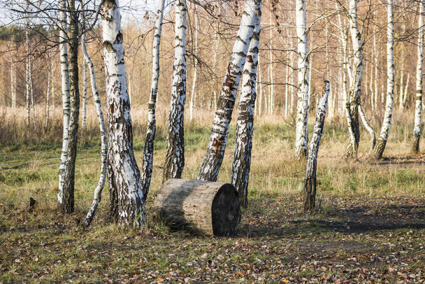 Birch grove in autumn close-up. - Foto, afbeelding