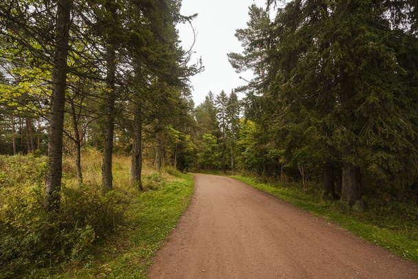 Beautiful road in the autumn coniferous forest. - Фото, зображення