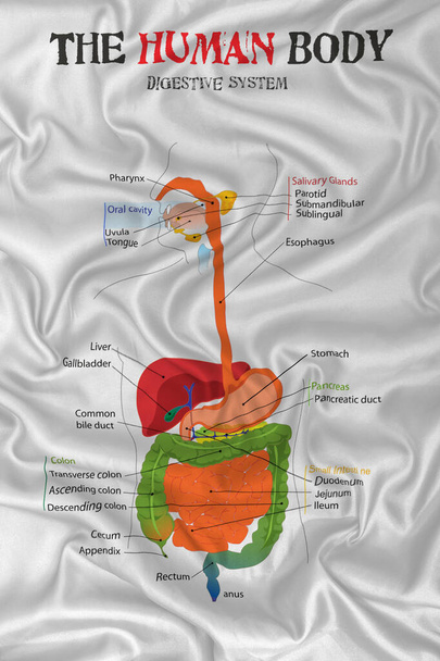 Ludzki układ pokarmowy na jedwabnej satynowej tkaninie tekstury. - Zdjęcie, obraz