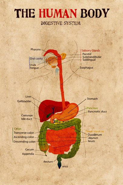 Ανθρώπινο πεπτικό σύστημα του σώματος σε παλιό χαρτί ξεπερασμένη υφή. - Φωτογραφία, εικόνα