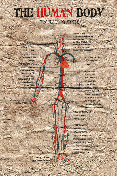 διάγραμμα κυκλοφορικού συστήματος ανθρώπινου σώματος σε πολύ παλιό χαρτί. - Φωτογραφία, εικόνα