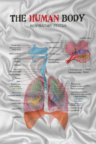 диаграмма дыхательной системы человека на текстуре шелковой атласной ткани
. - Фото, изображение