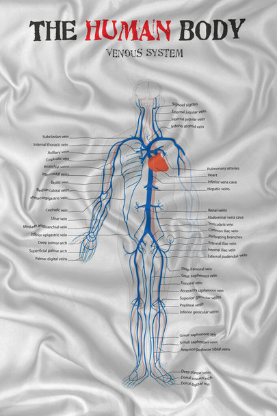 διάγραμμα φλεβικού συστήματος ανθρώπινου σώματος σε μεταξωτή σατέν υφασμάτινη υφή. - Φωτογραφία, εικόνα