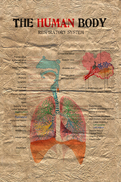 διάγραμμα αναπνευστικού συστήματος ανθρώπινου σώματος σε παλιό χαρτί ξεπερασμένο. - Φωτογραφία, εικόνα