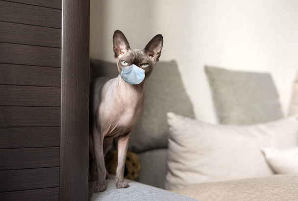 1 cat breed canadian Sphynx medical mask  stands on its paws on the edge of the beige sofa, looking forward, bald cat, pet - 写真・画像