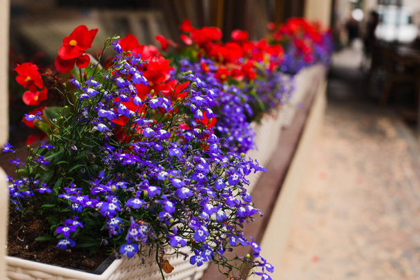 Lubelia fioletowe kwiaty i czerwone petunie petunie w kwietniku w mieście - Zdjęcie, obraz