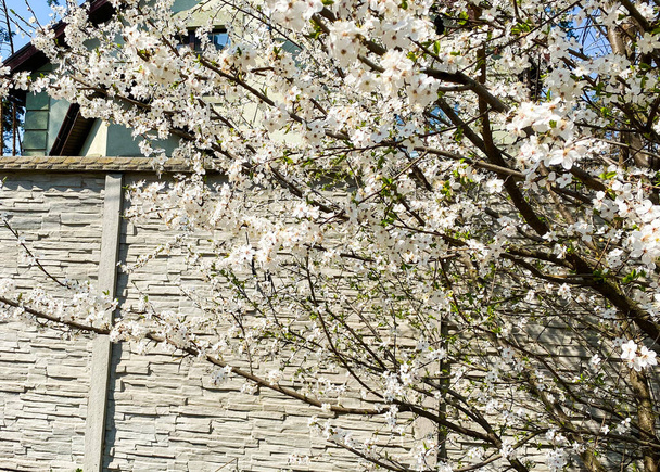 Detailní záběr na strom, na kterém na jaře kvetly bílé květy. - Fotografie, Obrázek
