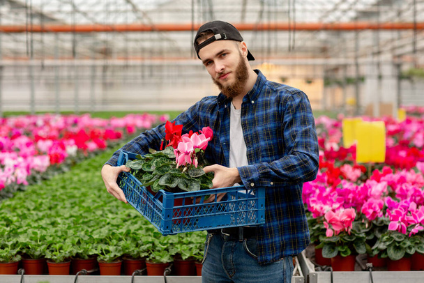 Young man in cap in greenhouse chooses cyclamen plant. Flora and gardening concept. - Photo, Image