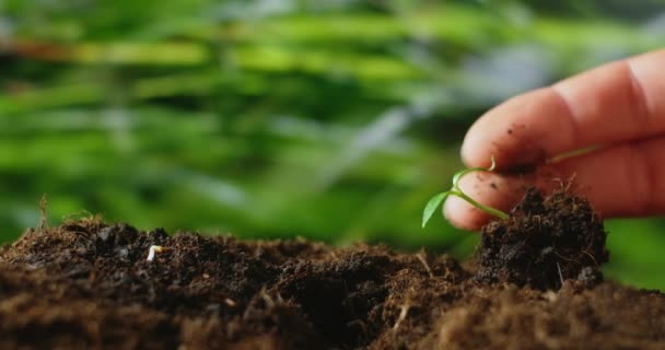 Landbouw eco-landbouw. Wereldbodem dag concept: mannelijke boer handen plant spruit met groene bladeren zaadboom met bodem op wazig landbouwveld achtergrond levensstijl. man boer werkt in het veld - Video