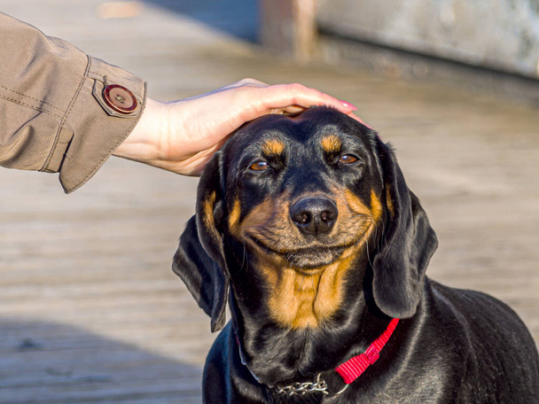 Γυναικείο Χέρι Χαϊδεύει ένα χαριτωμένο κουτάβι dachshund με ένα μεγάλο χαμόγελο.  - Φωτογραφία, εικόνα