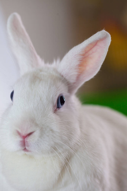 Snow-white Easter rabbit with blue eyes. on a white background - Foto, Imagen