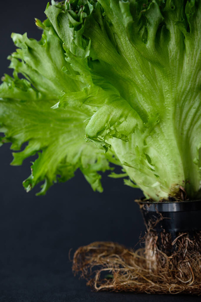 Lettuce on a dark background, healthy eating concept - Fotó, kép
