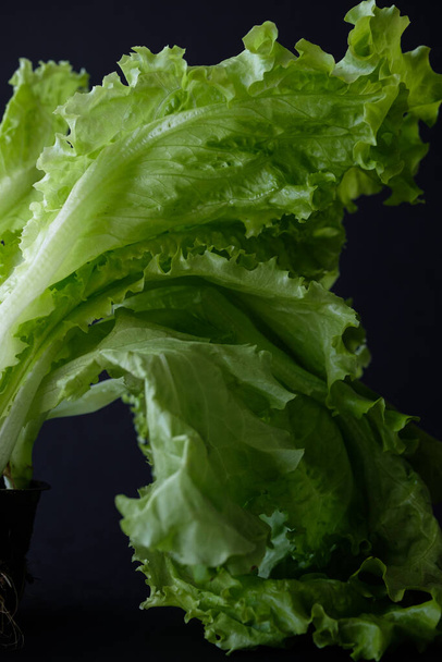 Saláta sötét háttérrel, egészséges étkezési koncepció - Fotó, kép