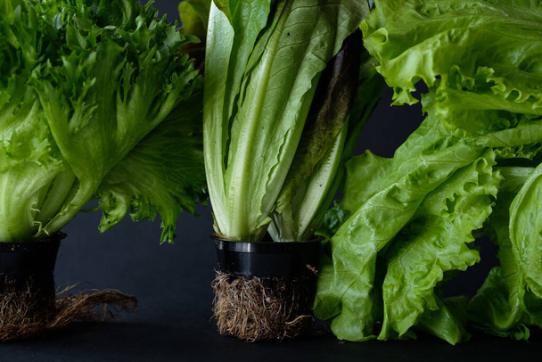 Lettuce on a dark background, healthy eating concept - Foto, imagen