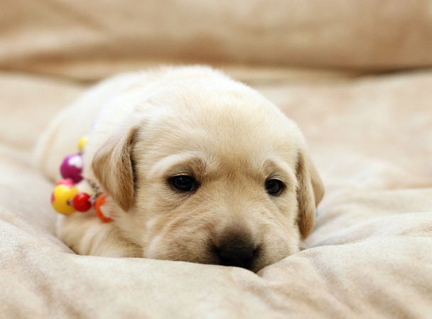 sweet yellow labrador puppy portrait in colour beads - Photo, Image