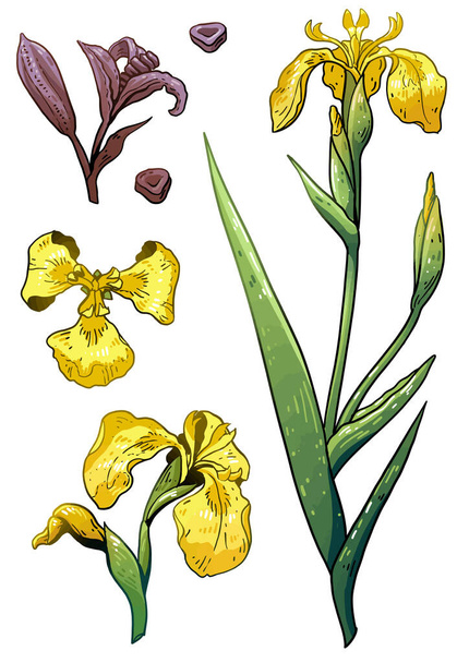 Ilustración de iris de bandera amarilla, dibujo, vector de garabato colorido
 - Vector, imagen