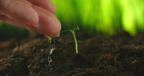 The seedlings that are being watered from the hands carefully. Environmental protection concept. Caring for plants. - Footage, Video