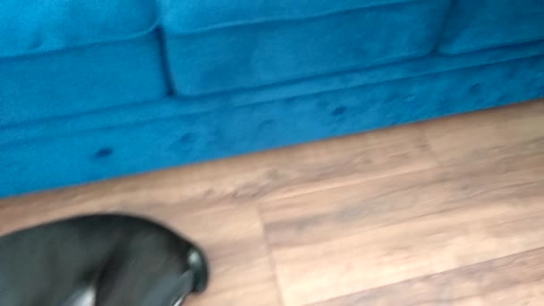 Cane-Corso puppy with cropped ears is lying on the floor of the apartment and resting - Materiał filmowy, wideo