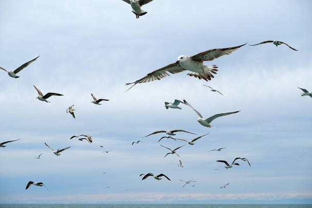  Diferentes tipos de gaviotas en el cielo. Las aves vuelan detrás de un barco de pesca. Los animales atrapan peces pequeños. Mar Negro. Primavera, día, nublado
. - Foto, imagen