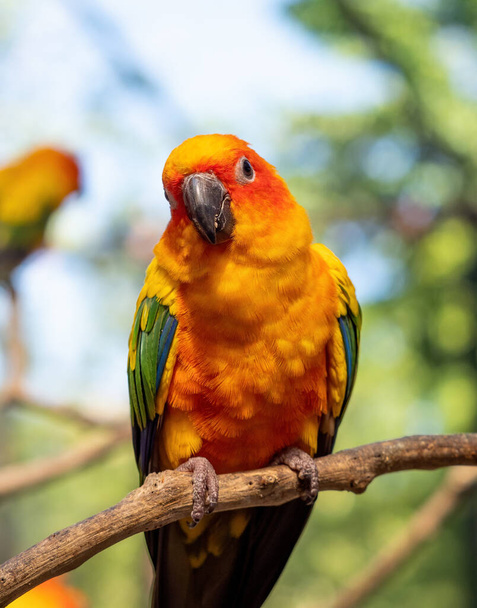 Крупним планом сонячний колір папуга на гілці ізольовано на фоні
 - Фото, зображення