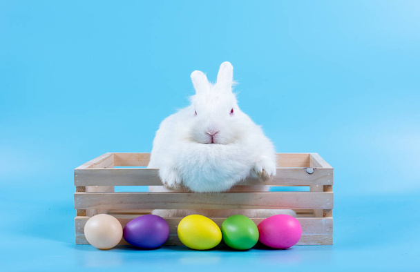 Kis fehér nyúl a fa doboz kék háttér körül különböző színű húsvéti tojás. - Fotó, kép