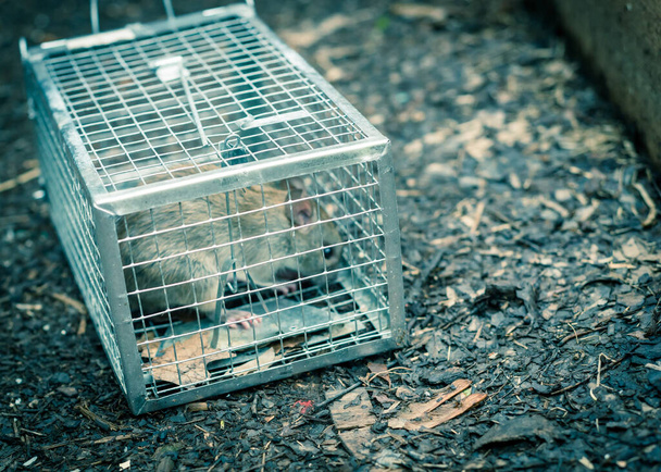Large rat captured in galvanized steel trap cage near garden bed in Texas, America - Photo, Image