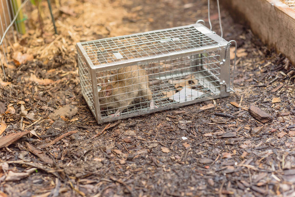 Gran rata capturada en jaula trampa de acero galvanizado cerca del lecho de jardín en Texas, Estados Unidos
 - Foto, imagen