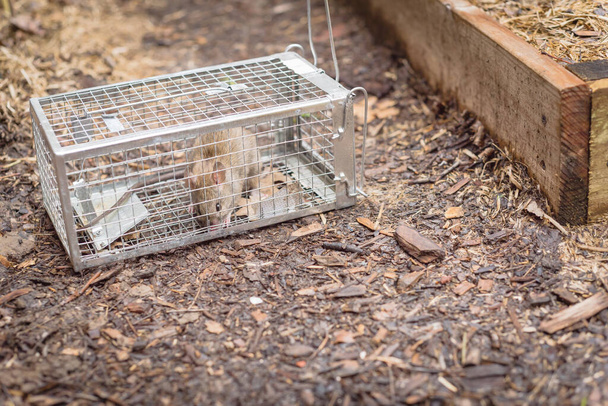 Gran rata capturada en jaula trampa de acero galvanizado cerca del lecho de jardín en Texas, Estados Unidos
 - Foto, imagen