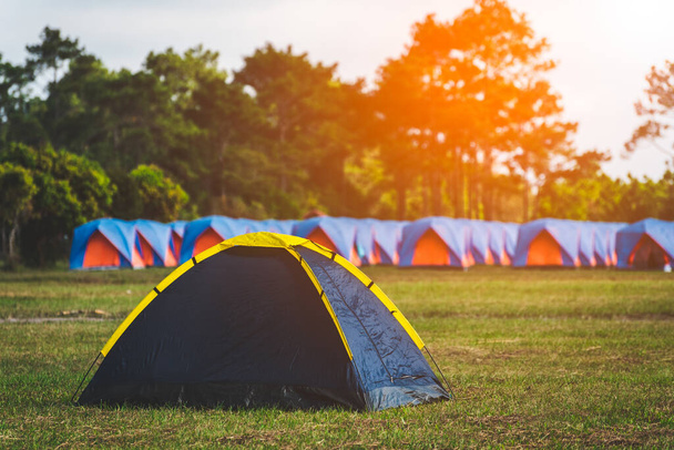 Zeltlager für Touristen in der Nähe des Kiefernwaldes - Foto, Bild
