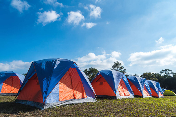 Turistiteltta telttailu mäntymetsän lähellä
 - Valokuva, kuva