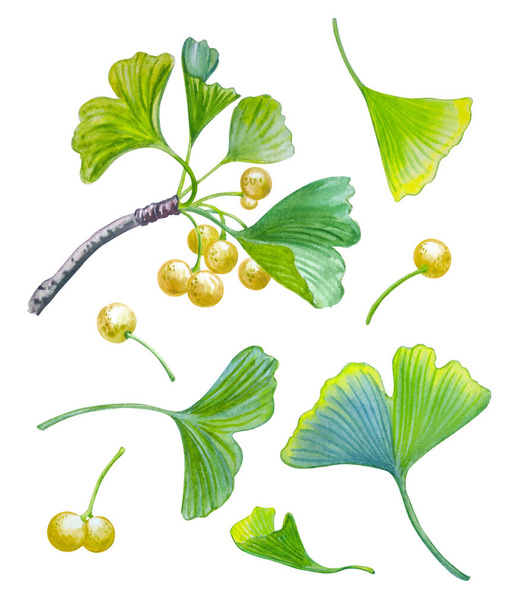 Ginkgo biloba, branch with fruits, leaves and individual berries, botanical set Isolated on a white background. Superfood plant, a symbol of longevity and well-being, watercolor painting. - Zdjęcie, obraz