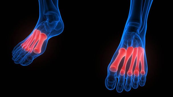 Foot Bone Joints of Human Skeleton System Anatomy 3d rendering - Photo, Image