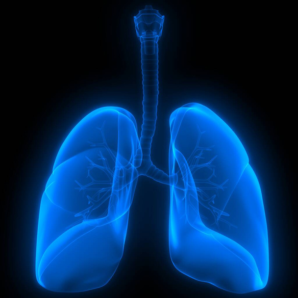 Tüdő része az emberi légzőrendszer anatómia X-ray 3d renderelés - Fotó, kép