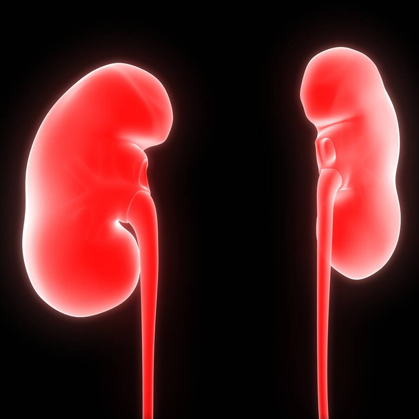 膀胱解剖学を用いた尿系腎臓のヒト臓器X線3Dレンダリング - 写真・画像