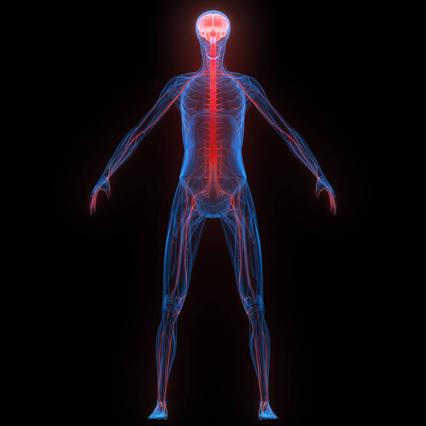 Cervello umano interno dell'organo con sistema nervoso Anatomia Rendering 3D a raggi X
 - Foto, immagini