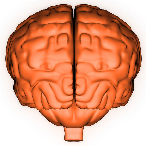 Cervello umano interno dell'organo con sistema nervoso Anatomia Rendering 3D a raggi X
 - Foto, immagini