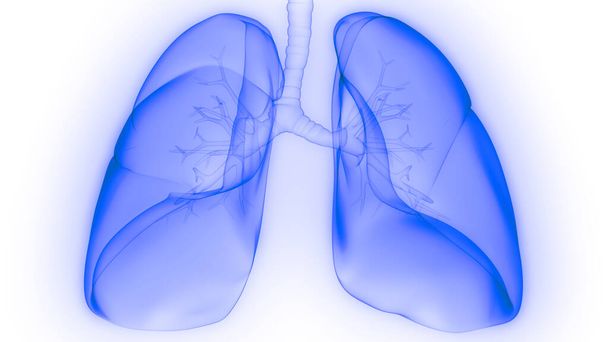 Keuhkot osa ihmisen hengityselinten anatomia X-ray 3D renderöinti
 - Valokuva, kuva