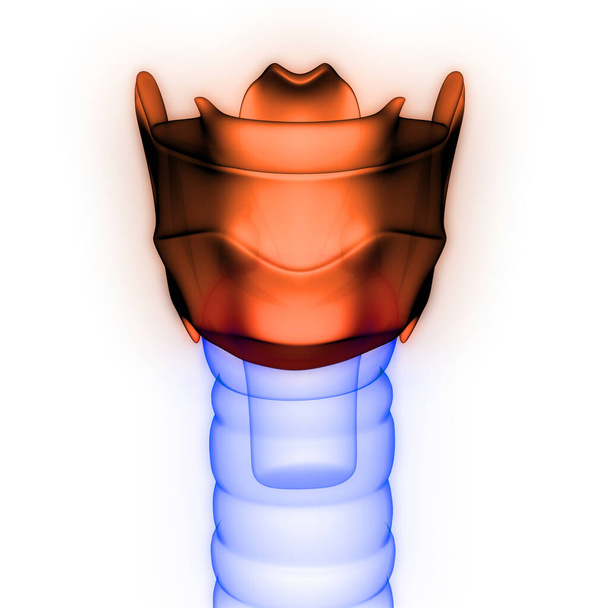 Lidské vnitřní orgány Larynx Anatomie X-ray 3D renderování - Fotografie, Obrázek