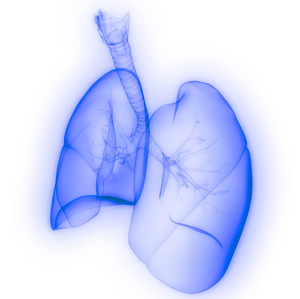 人間の呼吸器系の一部の肺構造X線3Dレンダリング - 写真・画像