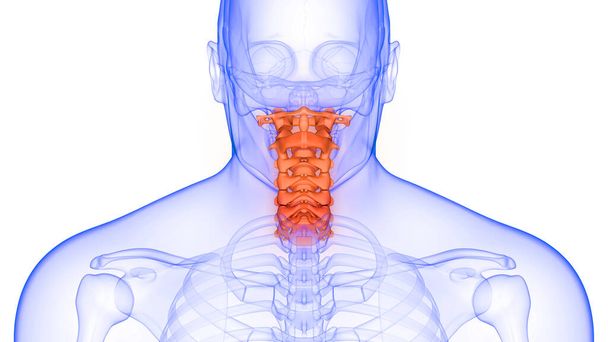 Colonne vertébrale Vertèbres cervicales du squelette humain Anatomie Rayons X rendu 3D
 - Photo, image