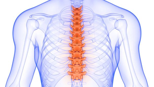 Σπονδυλική στήλη Θωρακικό vertebrae του ανθρώπινου σκελετού Ανατομία X-ray 3D απόδοση - Φωτογραφία, εικόνα