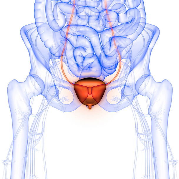 Emberi belső szerv a húgyhólyag Anatómia X-ray 3D renderelés - Fotó, kép