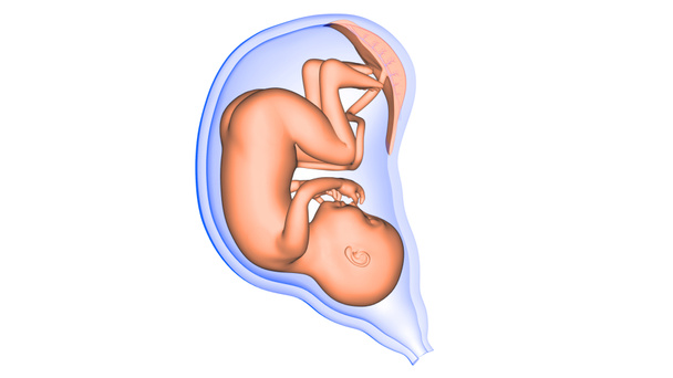 Human Fetus Baby in Womb Anatomy 3d rendering - Photo, Image