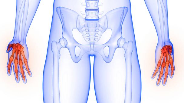 Handgelenke des menschlichen Skelettsystems Anatomie 3D-Rendering - Foto, Bild