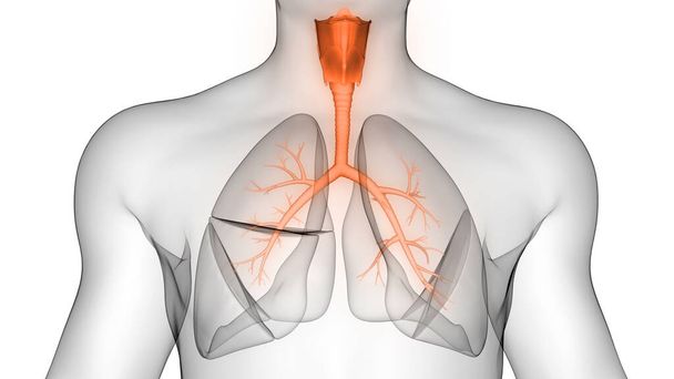 Internes Organ des Verdauungssystems Anatomie Röntgen 3D-Rendering - Foto, Bild