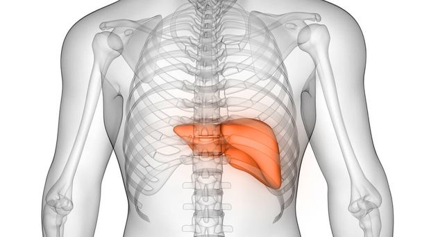 Fígado uma parte do Sistema Digestivo Humano Anatomia Raio-X 3D renderização
 - Foto, Imagem
