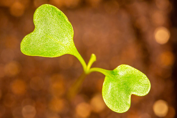 Planta cultivada de sementes de couve-flor com folhas em forma de coração em terra
 - Foto, Imagem