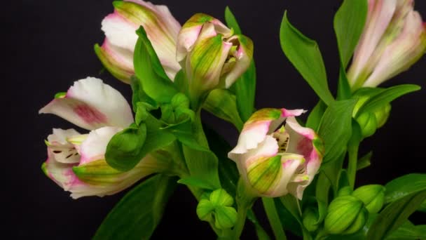 Видео хронометража альстроемии или перуанской лилии, растущей, цветущей и увядающей на темном фоне. Цветок альстромерии, цветущий со временем - Кадры, видео